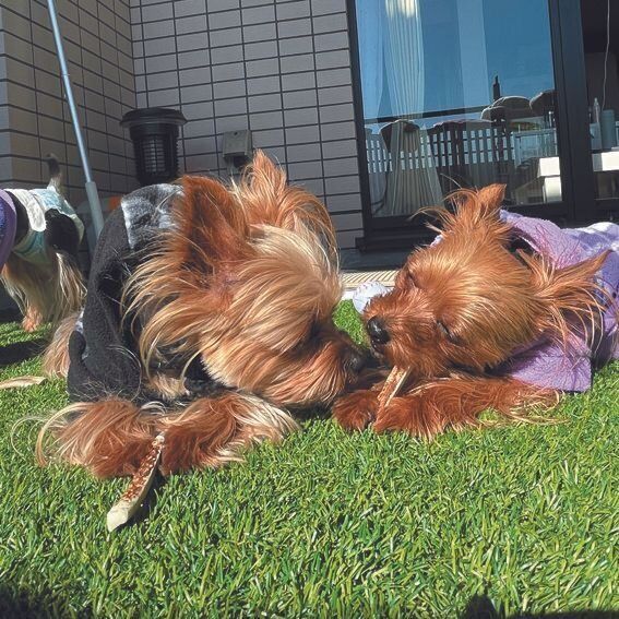 츤Υ꡼֤ʥ᥹͡衼㡼ƥꥢ