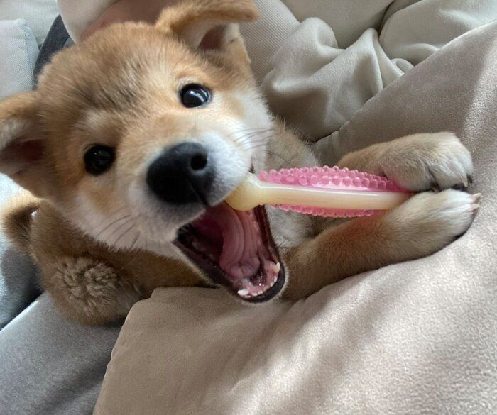 ����3����Τ����˻��Ƥ����쥪�󤯤�