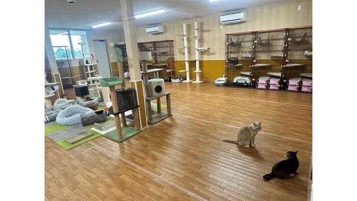 猫の部屋も広々！タワーもケージも余裕たっぷり