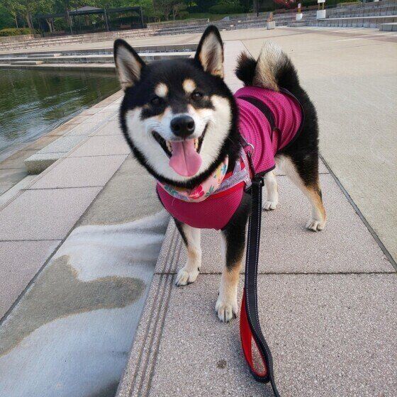 柴犬モモちゃん