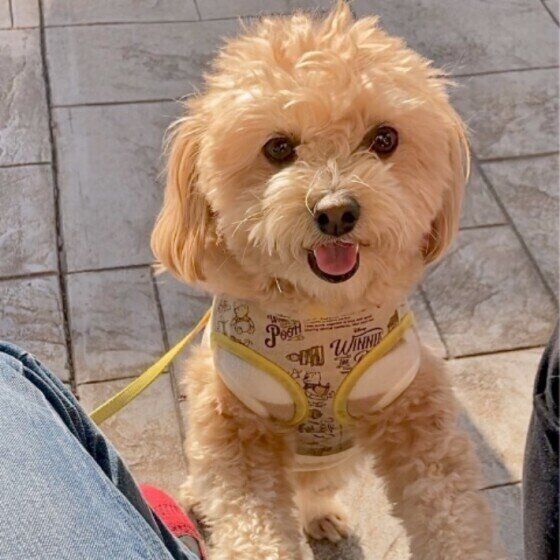 見つめる犬