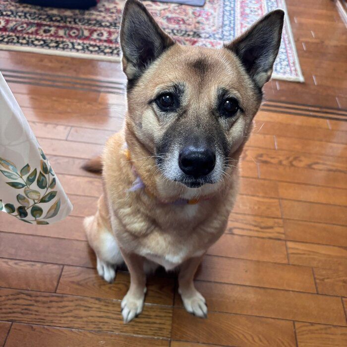 飼い主さんを見つめるこなつちゃん　「そんな目で見ないで」と飼い主さんが