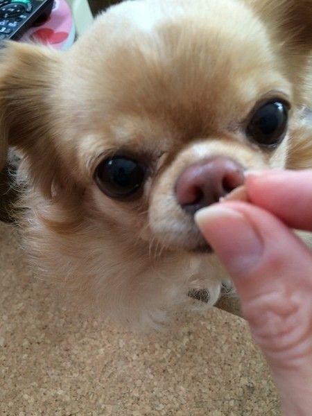 ご飯をクンクンするこはるちゃん