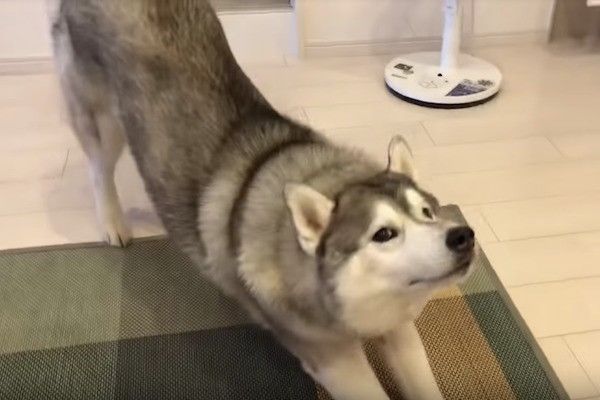 シベリアン・ハスキー