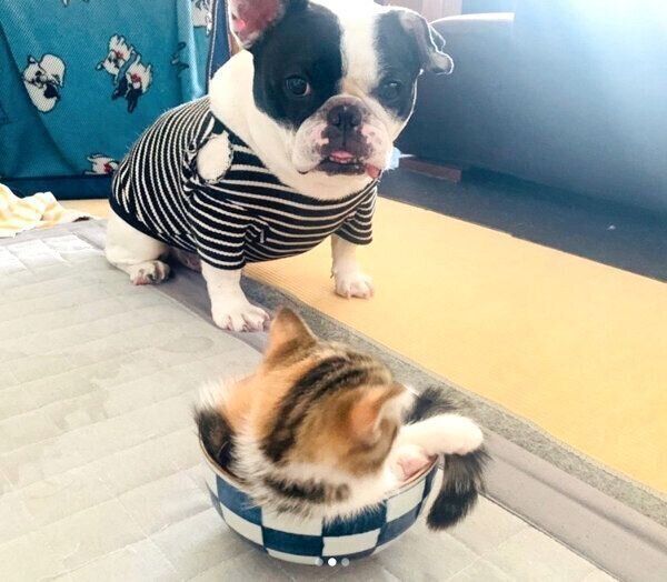 チャコちゃんを見つめるジョビンちゃん