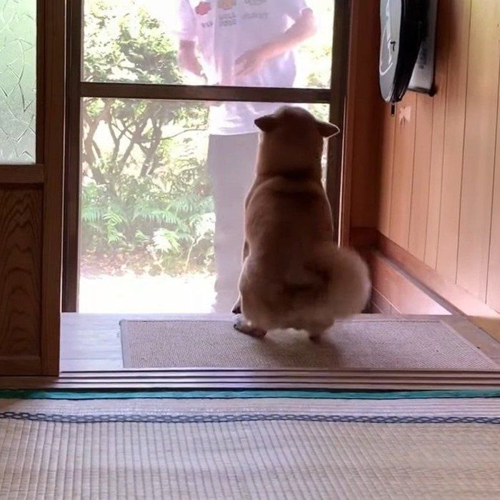 お出迎えするももちゃん