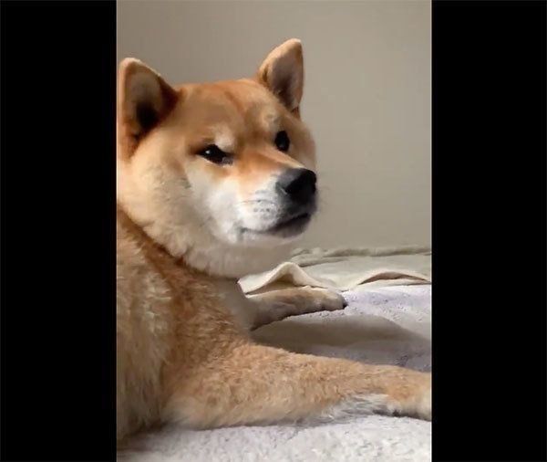 見つめる銀次くん