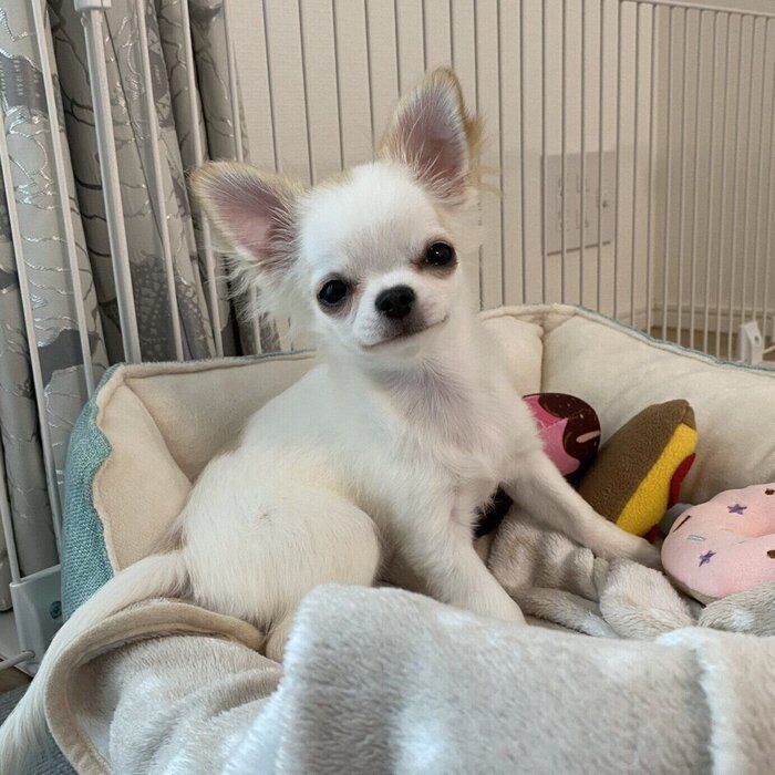 ニコニコした表情のちとせちゃん