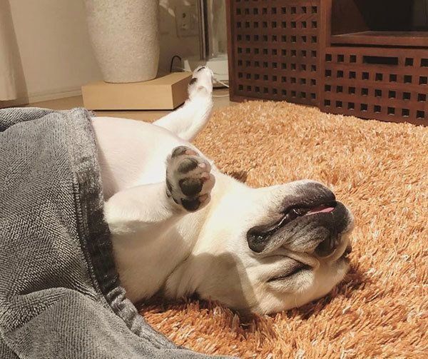 眠るフレンチ・ブルドッグ