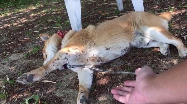 暑さで無気力になる柴犬