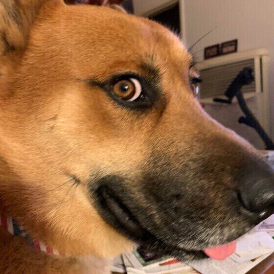 見つめる犬