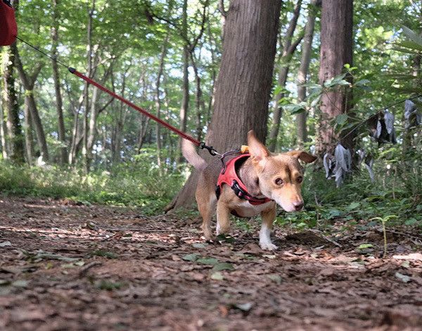 お散歩する犬
