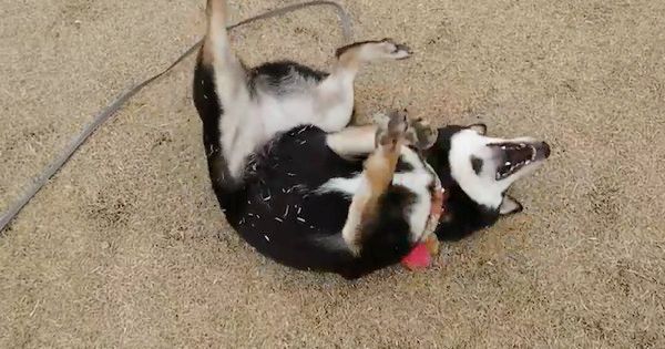 お散歩する黒柴