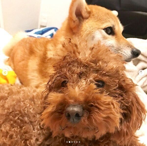 顔がボサボサになる麦ちゃんと、満足気な茶々ちゃん