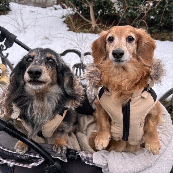 雪の日散歩、仲良く並んで2ショット