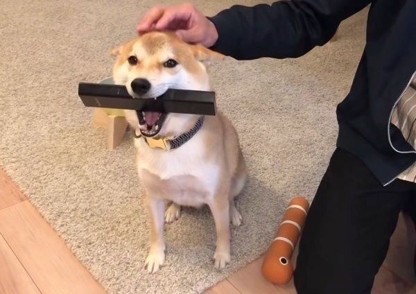 撫でやすい定位置に戻る柴犬