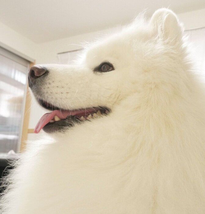 モフモフの胸毛も可愛いダッツくん
