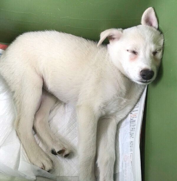 子犬時代のハクちゃん