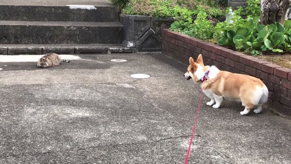 年下ニャンコ