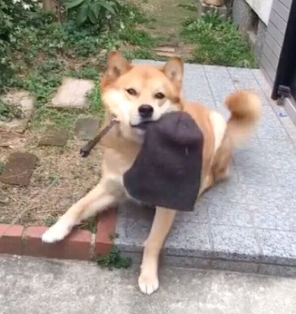 散歩に行きたくない福くん