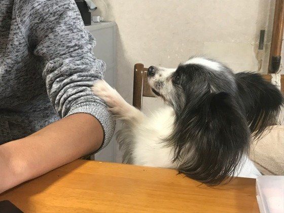 パピヨン