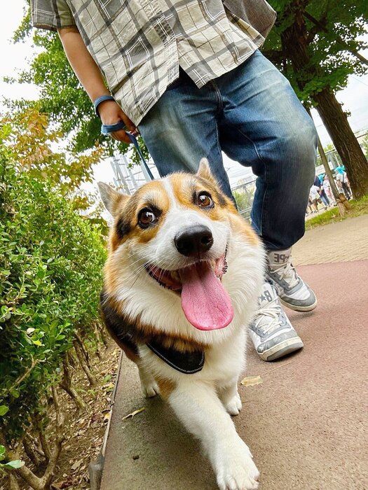 お散歩中に子供を見つけてはしゃぐ様子のコーギー