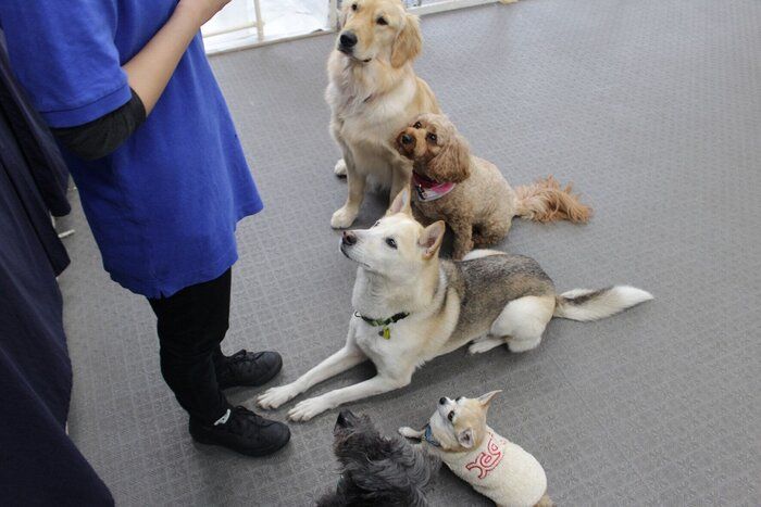 NO DOG 、NO LIFE！ 犬が私の人生を変えた|連載・西川文二の「犬