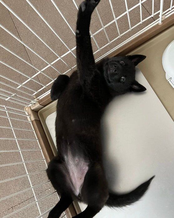 お腹を出してなでられ待ちをするよもぎちゃん