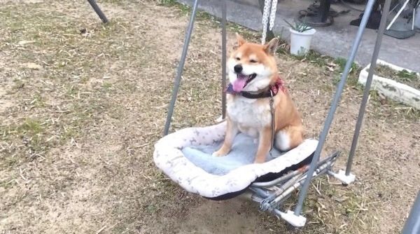 ブランコに乗る柴犬