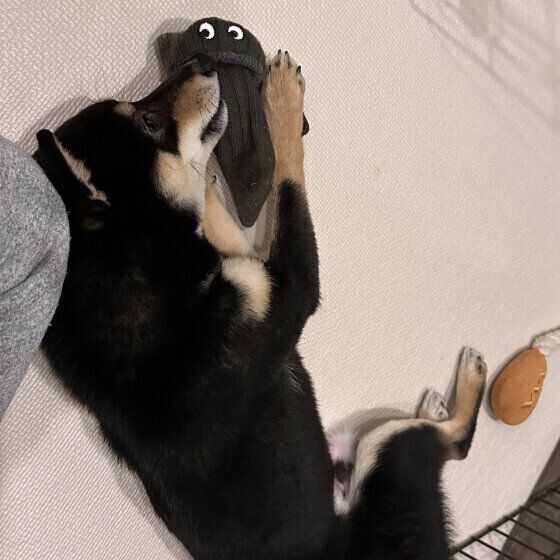 靴下を抱える柴犬