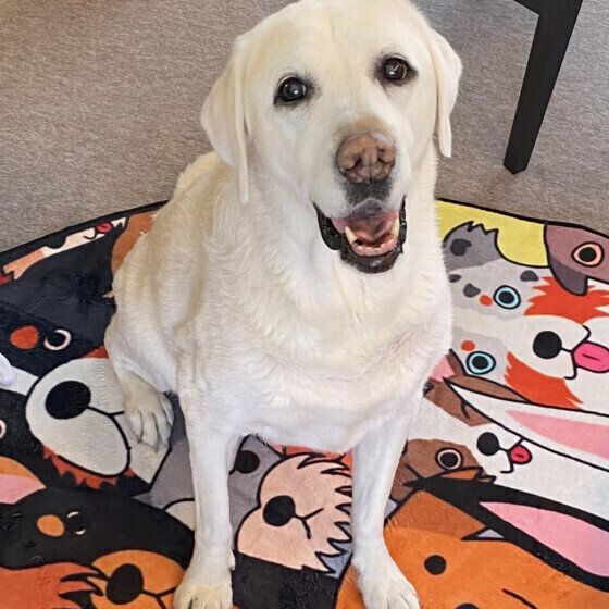 ラブラドール・レトリーバーのさくらちゃん