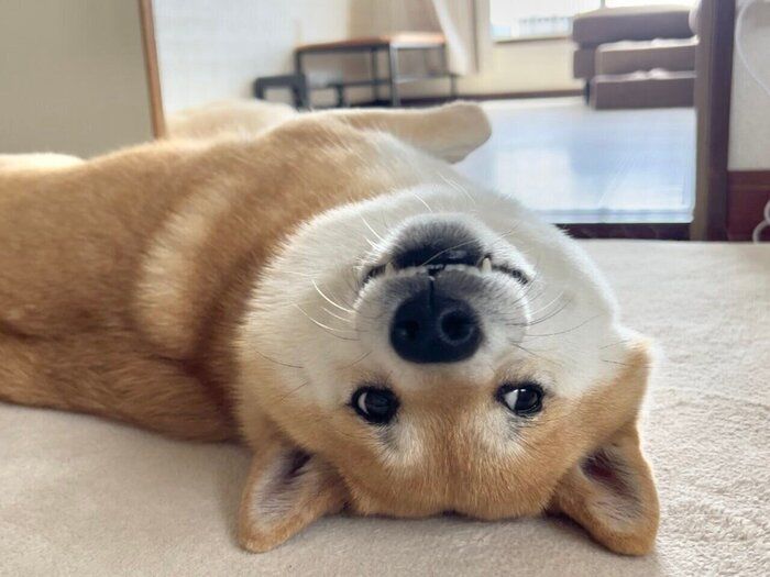 寝転がるふう太くん