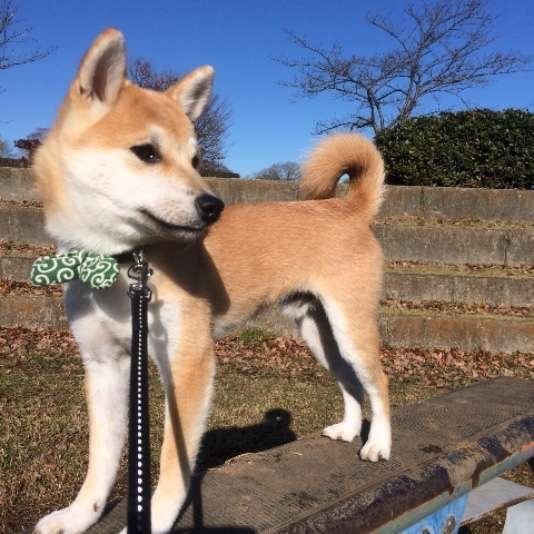 散歩する柴犬
