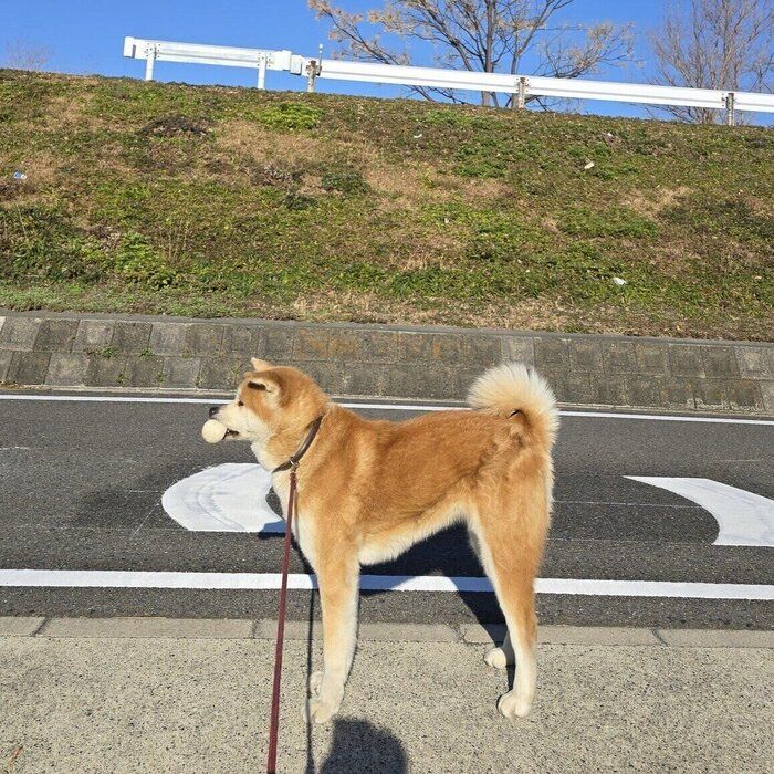 2回目なのにまだ帰りたくない? 散歩中の丸姫ちゃんの様子