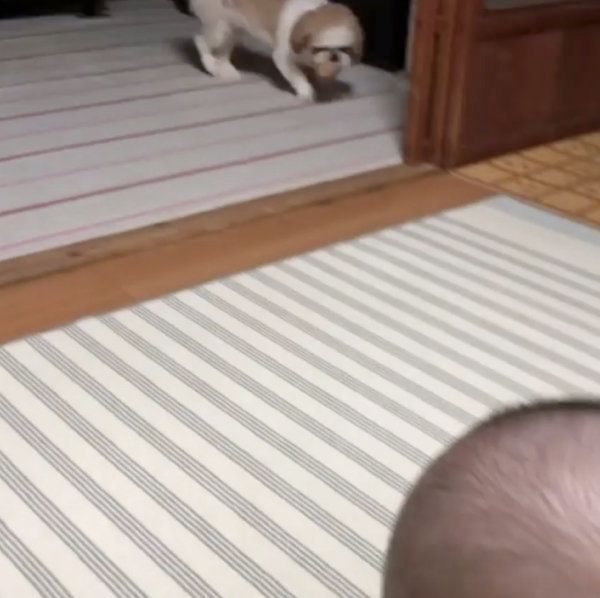 赤ちゃんと遊びたいシー・ズー
