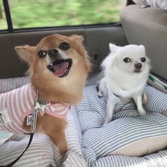 お出かけ中の犬たち
