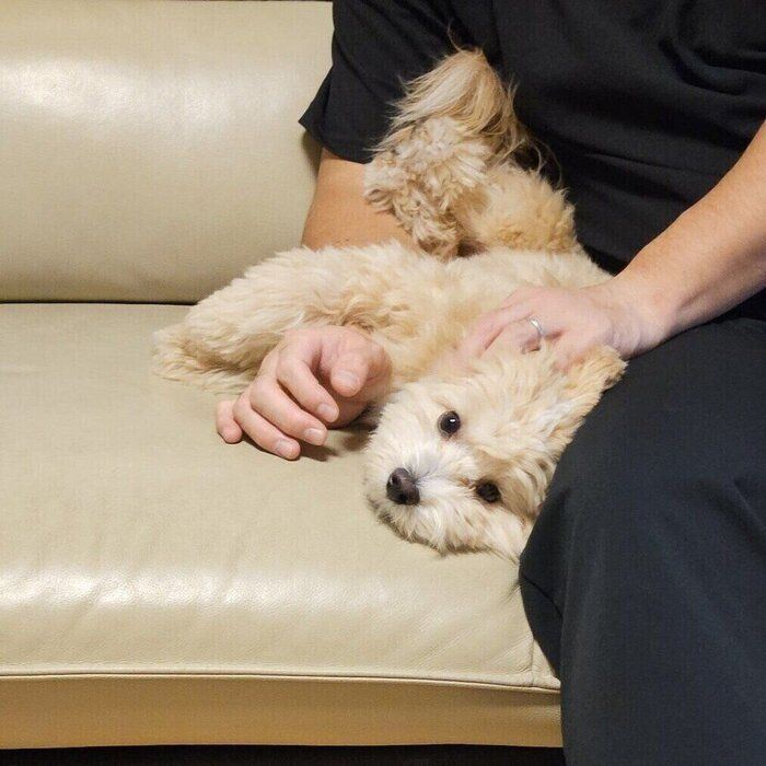 別の日のきぬくんの様子　帰宅したパパさんに甘えているところなのだとか