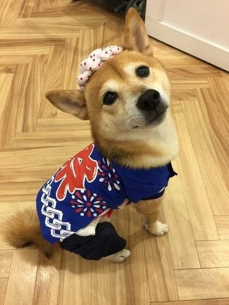 ふぅくん 柴