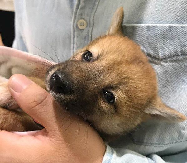 見つめる柴犬