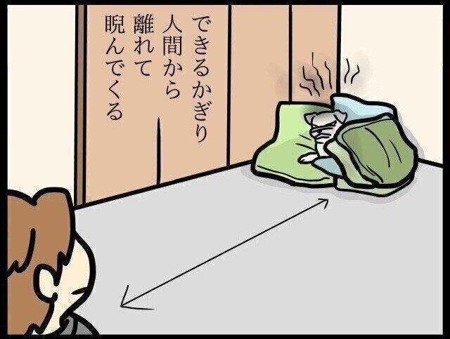 【連載】パグ犬めー vol.84
