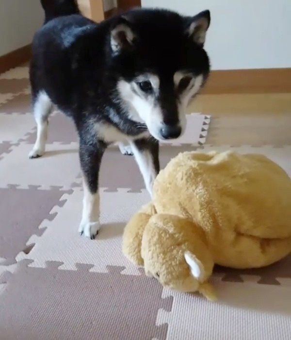 見つめる柴犬