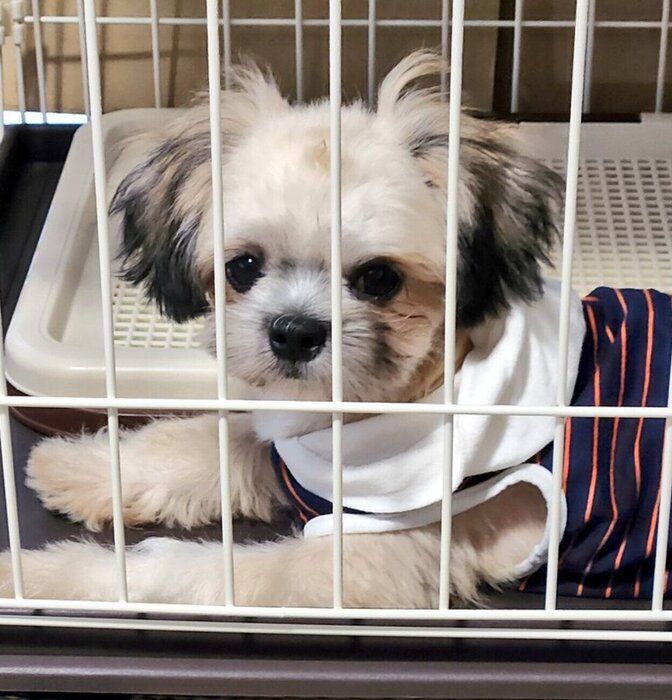 お迎え当時の楽くん