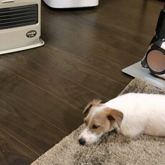 犬が冬に熱中症を起こす?2つの対策方法 いぬのきもち