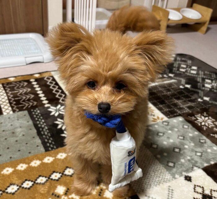 おもちゃで遊ぶすあまちゃん