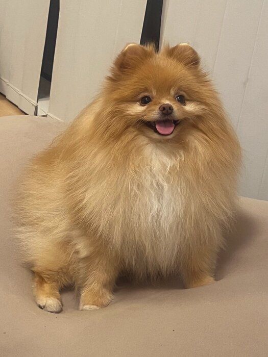 ニコニコな表情がかわいいこむぎくん