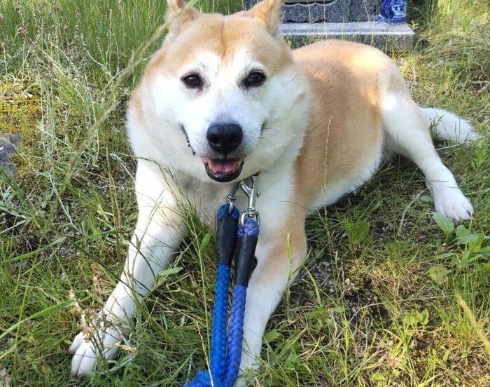 飼い主さんにしっぽを振ってくれるようになったチョウちゃん