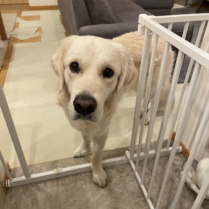 アメとキミとフリップタイプ　　入札しない『いいね』は気持ちワルい...by犬 アメとキミとフリップタイプ 入札しない『いいね』は気持ちワル