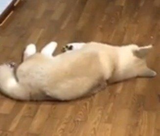 転がる秋田犬