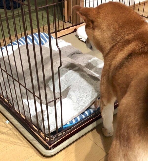 なぜかケージに入らないハナちゃん