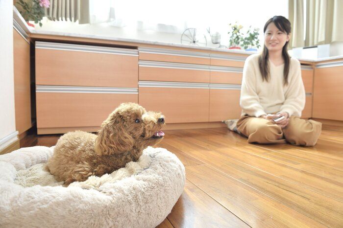 意識して犬の視界に入ろう